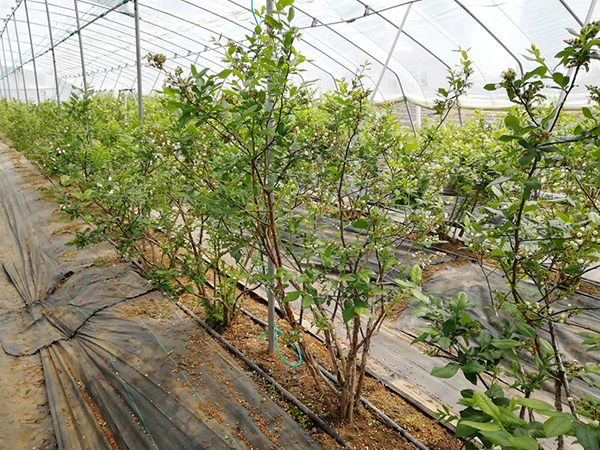 丹东蓝莓种植基地