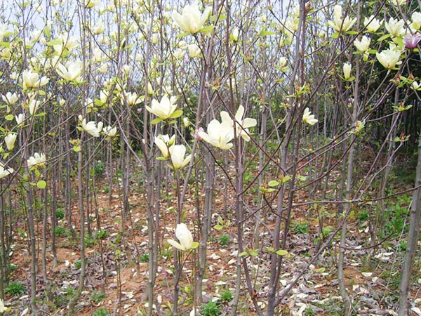 白玉兰苗木种植基地